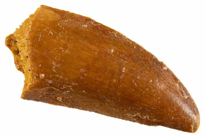 Serrated Raptor Tooth - Real Dinosaur Tooth #332575